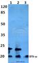 Interferon Omega 1 antibody, A10413-1, Boster Biological Technology, Western Blot image 