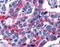 Oxoglutarate Receptor 1 antibody, TA317121, Origene, Immunohistochemistry frozen image 