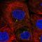 MAP7 Domain Containing 3 antibody, NBP1-94030, Novus Biologicals, Immunofluorescence image 