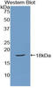 FRP antibody, LS-C296342, Lifespan Biosciences, Western Blot image 
