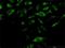 OXA1L Mitochondrial Inner Membrane Protein antibody, H00005018-B03P, Novus Biologicals, Immunocytochemistry image 