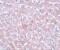 Arginine And Serine Rich Coiled-Coil 1 antibody, NBP2-81778, Novus Biologicals, Immunohistochemistry frozen image 