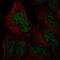 HUS1 Checkpoint Clamp Component B antibody, PA5-65122, Invitrogen Antibodies, Immunofluorescence image 