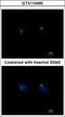 Regulator Of G Protein Signaling 11 antibody, GTX110490, GeneTex, Immunofluorescence image 