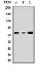 Arginine Vasopressin Receptor 1A antibody, orb412711, Biorbyt, Western Blot image 