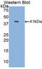 B-CK antibody, LS-C303725, Lifespan Biosciences, Western Blot image 