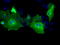 Protein Tyrosine Phosphatase Receptor Type E antibody, LS-C115073, Lifespan Biosciences, Immunofluorescence image 