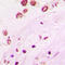 Zinc Finger Protein 875 antibody, LS-C353677, Lifespan Biosciences, Immunohistochemistry paraffin image 