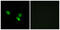 Mitochondrial Ribosomal Protein S18C antibody, abx014073, Abbexa, Western Blot image 