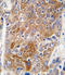 10-FTHFDH antibody, LS-C97465, Lifespan Biosciences, Immunohistochemistry frozen image 