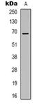 Zinc Finger Protein 668 antibody, orb318951, Biorbyt, Western Blot image 