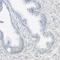 Putative polypeptide N-acetylgalactosaminyltransferase-like protein 5 antibody, HPA011140, Atlas Antibodies, Immunohistochemistry frozen image 