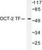 POU domain, class 2, transcription factor 2 antibody, AP06255PU-N, Origene, Western Blot image 