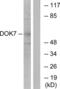 Docking Protein 7 antibody, LS-C119087, Lifespan Biosciences, Western Blot image 