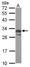 Protein-L-Isoaspartate (D-Aspartate) O-Methyltransferase antibody, NBP2-19731, Novus Biologicals, Western Blot image 