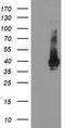 Low Density Lipoprotein Receptor Adaptor Protein 1 antibody, CF503841, Origene, Western Blot image 