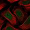 Retinoblastoma-like protein 1 antibody, HPA056525, Atlas Antibodies, Immunofluorescence image 