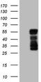 Basic Helix-Loop-Helix Family Member E41 antibody, CF806509, Origene, Western Blot image 