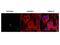 Ribosomal L1 Domain Containing 1 antibody, GTX48683, GeneTex, Immunofluorescence image 
