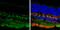 ISL LIM Homeobox 1 antibody, GTX102807, GeneTex, Immunohistochemistry frozen image 
