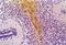 GFAP antibody, MA1-19170, Invitrogen Antibodies, Immunohistochemistry paraffin image 