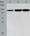 HSPH1 antibody, TA321775, Origene, Western Blot image 