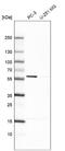 Epoxide Hydrolase 2 antibody, NBP1-89534, Novus Biologicals, Western Blot image 