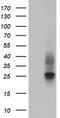 Granulophysin antibody, TA802810S, Origene, Western Blot image 
