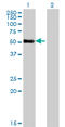 Zinc Finger Protein 232 antibody, LS-C133980, Lifespan Biosciences, Western Blot image 