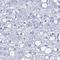 Zinc Finger Protein 432 antibody, HPA060274, Atlas Antibodies, Immunohistochemistry frozen image 