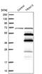 E3 ubiquitin-protein ligase TRIM13 antibody, PA5-51377, Invitrogen Antibodies, Western Blot image 