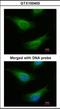 Fanconi anemia group C protein antibody, orb89381, Biorbyt, Immunofluorescence image 