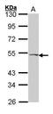Vasoactive Intestinal Peptide Receptor 2 antibody, TA308447, Origene, Western Blot image 