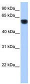 Cytochrome P450 Family 1 Subfamily A Member 1 antibody, TA346041, Origene, Western Blot image 