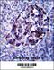 Midline 2 antibody, 57-170, ProSci, Immunohistochemistry frozen image 