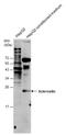 Sclerostin antibody, GTX130978, GeneTex, Western Blot image 