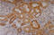 Keratin 18 antibody, SM3043F, Origene, Immunohistochemistry frozen image 