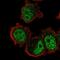 Zinc Finger Protein 717 antibody, NBP1-93434, Novus Biologicals, Immunocytochemistry image 