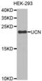 Urocortin antibody, abx002631, Abbexa, Western Blot image 