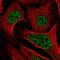 Homeobox protein DLX-2 antibody, HPA056965, Atlas Antibodies, Immunocytochemistry image 