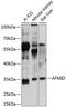 Probable arylformamidase antibody, 15-545, ProSci, Western Blot image 