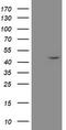 Mitochondrial Ribosomal Protein S27 antibody, TA800199AM, Origene, Western Blot image 
