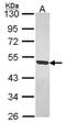 MAGE Family Member B1 antibody, NBP1-32231, Novus Biologicals, Western Blot image 
