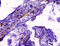 Major Histocompatibility Complex, Class I, G antibody, CSB-PA02109A0Rb, Cusabio, Immunohistochemistry frozen image 