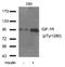 Insulin Like Growth Factor 1 Receptor antibody, AP26038PU-N, Origene, Western Blot image 