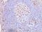 CD68 Molecule antibody, M00602, Boster Biological Technology, Immunohistochemistry frozen image 