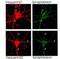 Neuronal Calcium Sensor 1 antibody, orb87408, Biorbyt, Immunofluorescence image 