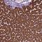 KIAA0754 antibody, PA5-64356, Invitrogen Antibodies, Immunohistochemistry paraffin image 