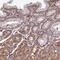 Coiled-Coil Domain Containing 153 antibody, NBP1-93549, Novus Biologicals, Immunohistochemistry frozen image 