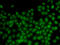 Id-3 antibody, LS-C346080, Lifespan Biosciences, Immunofluorescence image 